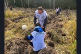 Более 100 тысяч молодых деревьев высадили в Новосибирской области по нацпроекту