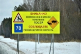 Лоси гибнут в ранних сумерках: минприроды региона призвало быть водителей предельно осторожными