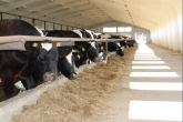 Модернизация животноводства позволяет региону самыми быстрыми темпами в России наращивать надои благодаря госпрограмме