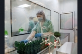 Биотехнологические разработки новосибирских ученых получили новый импульс благодаря нацпроекту