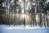 Дифференцированный режим особой охраны: Правительство региона одобрило документы о создании лесного парка «Заельцовский бор»