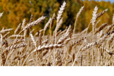 В Новосибирской области уже намолотили первый миллион тонн зерна урожая 2019 года