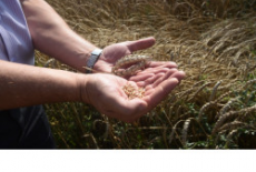 2 млн тонн зерна намолотили аграрии Новосибирской области