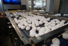 Миллиард яиц за год снесли куры Новосибирской области