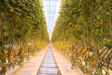 Самообеспеченность региона по тепличным овощам за год выросла и достигла 134%