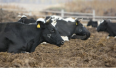 Стратегия развития мясного скотоводства будет разработана в Новосибирской области