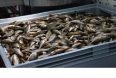 Рыбоводы региона в 2020 году планируют выловить более полутора тысяч тонн выращенной рыбы