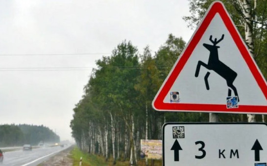 33 лося и 22 косули погибли в ДТП с начала года: названы наиболее опасные трассы в Новосибирской области