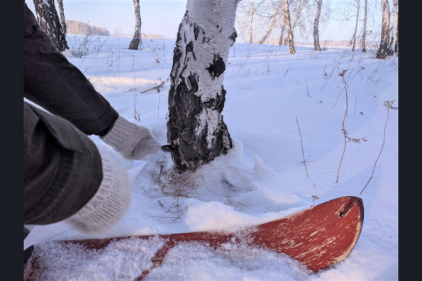 Обработают аэрозолем и уничтожат: в Новосибирской области начался учет непарного шелкопряда
