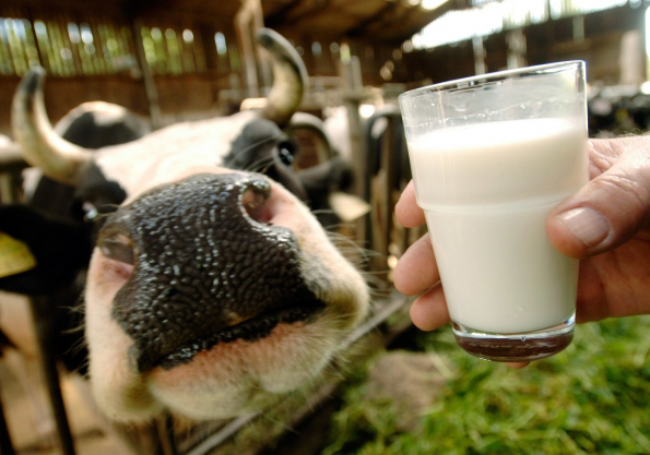 Объемы реализации молока в Новосибирской области превышают прошлогодний показатель