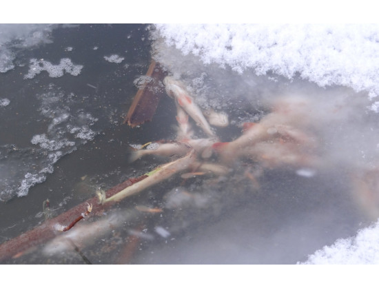 Работы по спасению рыбы от кислородного голодания организованы на подходном канале Новосибирского шлюза
