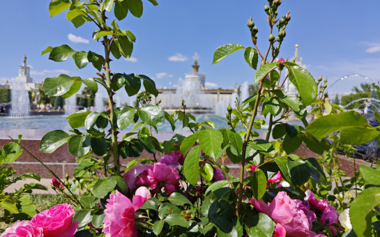 «Треугольник Лаврентьева» станет основой концепции выставки Новосибирской области на ВДНХ