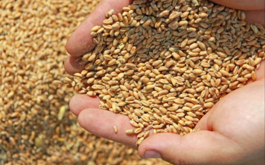 Аграрии региона полностью обеспечили себя отечественными семенами высокого качества для следующего сева