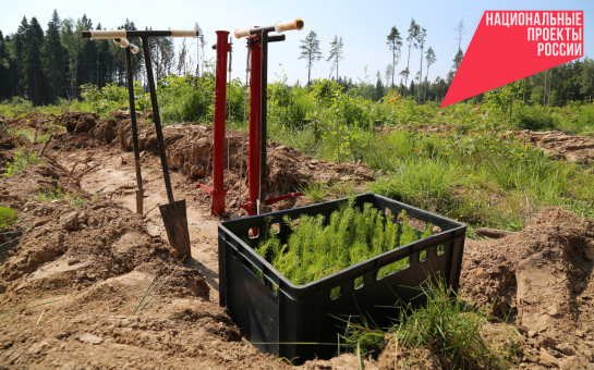 Более трёх тысяч гектаров леса восстановят в регионе по нацпроекту в 2023 году