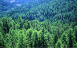 Почти 6 тысяч га составит объем лесовосстановления в Новосибирской области в 2020 году