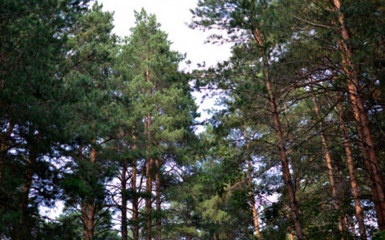 Правительство региона отстояло в суде статус лесного парка «Заельцовский бор»