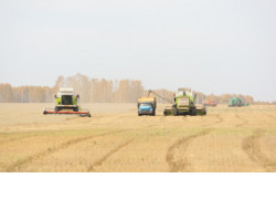 Уборочная кампания в Новосибирской области практически завершена 