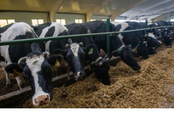 Впервые зимой: рекордные 2000 тонн молока в сутки дают коровы Новосибирской области