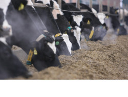 Крупный рогатый скот в Новосибирской области получит свыше полутора миллионов тонн корма