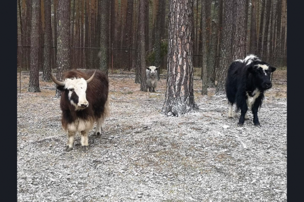 В социальных учреждениях региона люди с ментальными нарушениями могут заняться зоотерапией