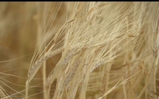 В Новосибирской области увеличится площадь посевных площадей в 2024 году