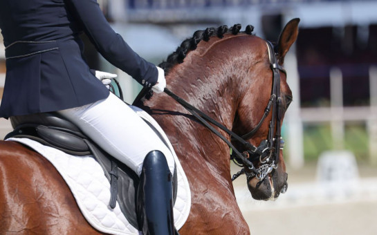 100 рысаков и заезды на пони: конноспортивный праздник пройдет в Новосибирской области