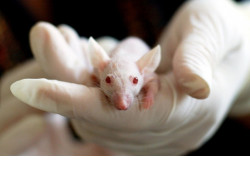 Новосибирские трансгенные мыши помогут в борьбе с коронавирусом 