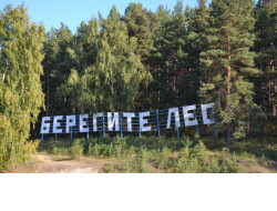 В рамках нацпроекта «Экология» регион перевыполнил план по искусственному лесовосстановлению 