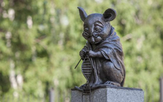 Лабораторная мышь из Академгородка представит научный потенциал Новосибирской области на ВДНХ в Москве