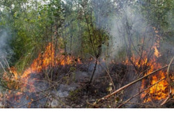 Массовые проверки и адресное информирование: в регионе усилены меры по недопущению природных пожаров