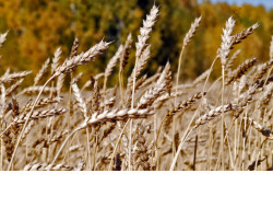 Андрей Травников: Регион будет полностью обеспечен зерном