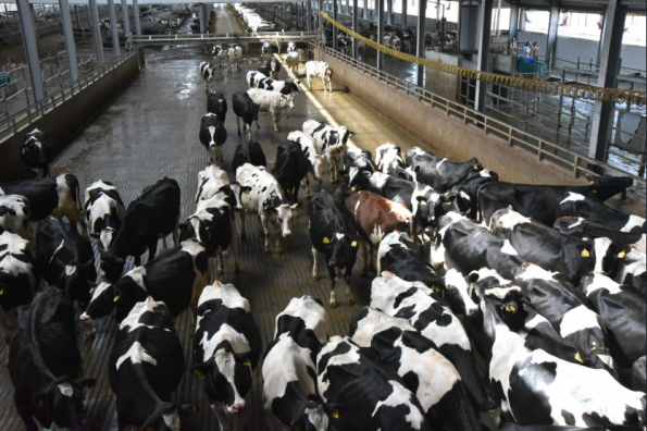 Андрей Травников принял участие в официальном открытии крупного комплекса производительностью 62 тысячи тонн молока в год
