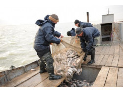 В Новосибирской области увеличился объем добычи рыбы