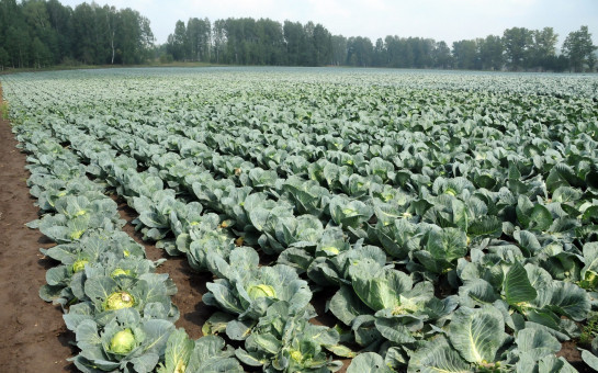 Овощеводы региона в следующем году будут строить больше овощехранилищ и увеличивать посевные площади