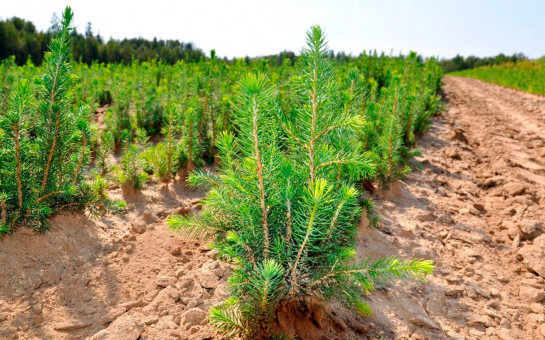 Насекомых-вредителей в Новосибирской области дезориентируют с помощью феромонов