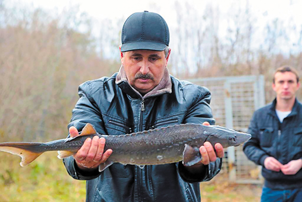 Выращенный в ООО «Новосибирский рыбзавод» двухлеток Сибирского осетра