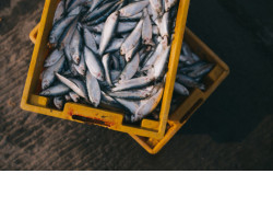 Продовольственную безопасность региона в период противодействия коронавирусу укрепит рост вылова местной рыбы