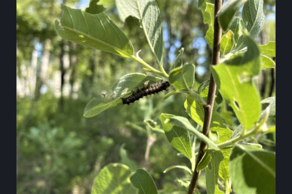 Почти 60 тысяч гектаров леса обработают в регионе для защиты от опасного вредителя