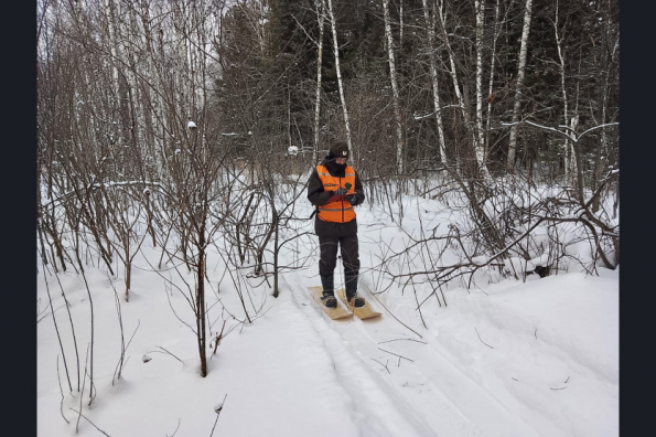 1500 медведей насчитали в Новосибирской области за год