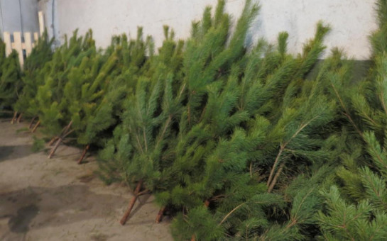 Порядка 20 тысяч елей, пихт и сосен заготовят новосибирские лесоводы к Новому году