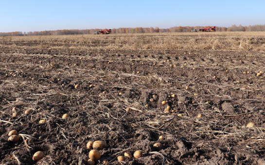 Более 60 тысяч тонн картофеля собрали сельхозпредприятия Новосибирской области