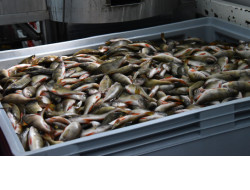 Рыбоводы региона в 2020 году планируют выловить более полутора тысяч тонн выращенной рыбы