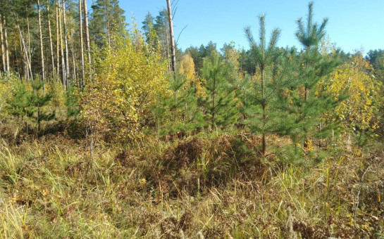 150 гектаров леса на территории Сузунского лесничества восстановили по нацпроекту