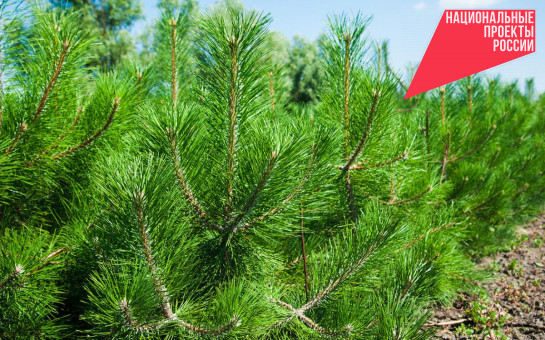 Более шести тысяч гектаров леса восстановили в регионе за год по нацпроекту