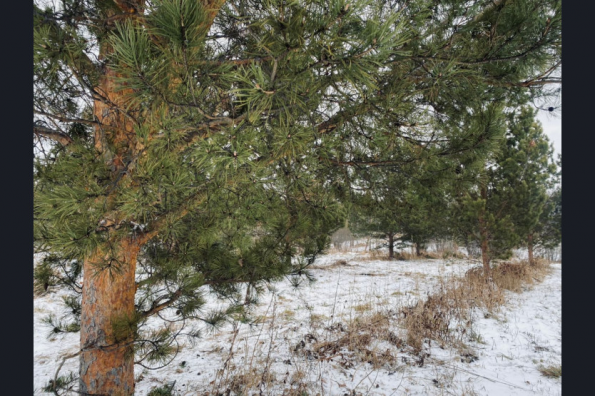 Элитный кедр: новосибирские лесоводы создали одну из лучших лесосеменных баз в рамках нацпроекта