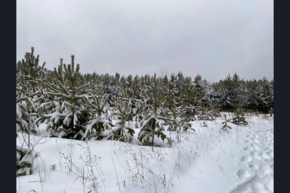 Новогодние деревья для жителей региона заготовят без вреда для экологии
