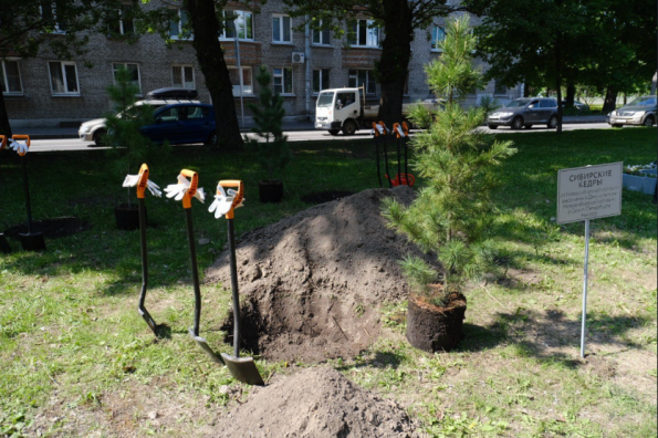 В Новосибирском сквере Санкт-Петербурга высадили сибирские кедры