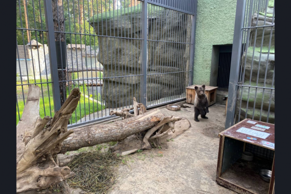 Минприроды региона отправило медвежонка из Новосибирского зоопарка в новый дом в Санкт-Петербурге