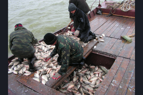 Новые меры господдержки позволили в 2023 году увеличить вылов рыбы в Новосибирской области