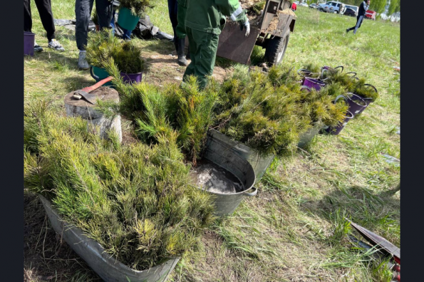 Свыше 12 000 елей высадили в Ордынском лесничестве участники акции «Семейный лес»